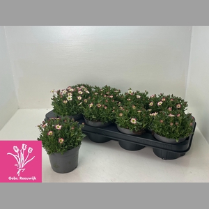 SAXIF AR MARTO P RED