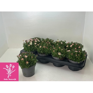 SAXIF AR MARTO P RED