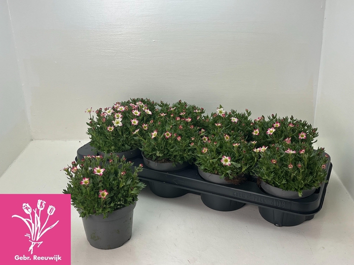 <h4>SAXIF AR MARTO P RED</h4>