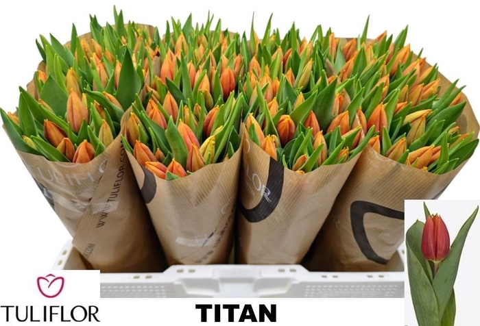 <h4>TU EN TITAN</h4>