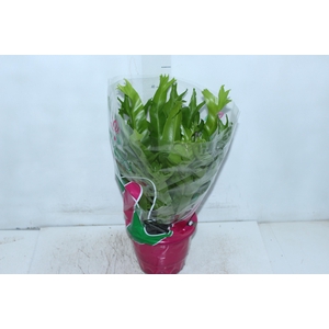 ASPLENIUM CRISSIE P19