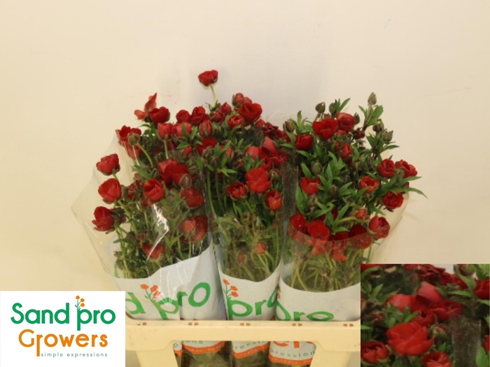 <h4>RAN CO MAG TANGERINE</h4>