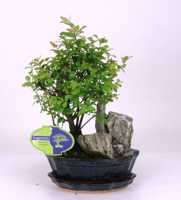<h4>Sageretia theezans, 16 cm, with rock, with drip tray</h4>