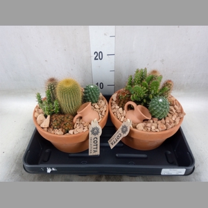 Arr.  Cactus L%