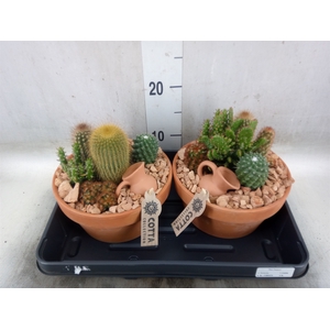 Arr.  Cactus L%