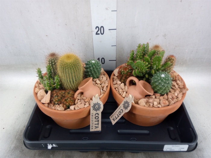 <h4>Arr.  Cactus L%</h4>