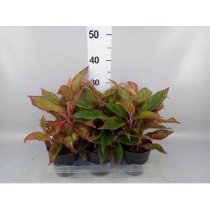 Aglaonema   ...