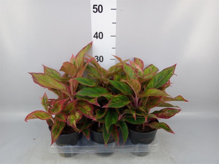 <h4>Aglaonema   ...</h4>