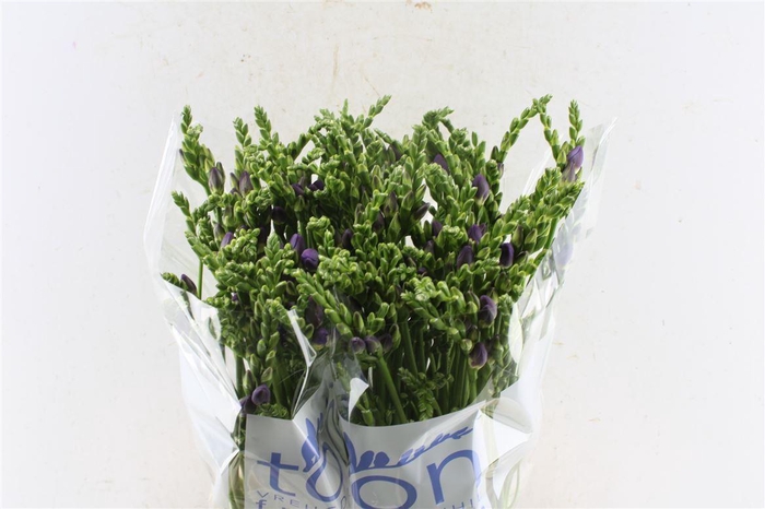 <h4>Fr Du Allure</h4>