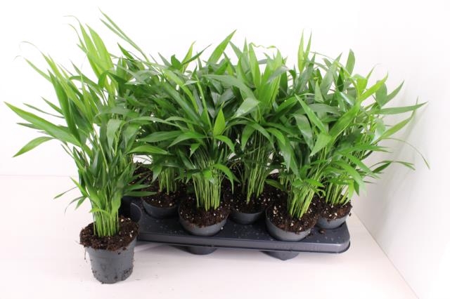 <h4>DYPSIS LUTESCENS</h4>