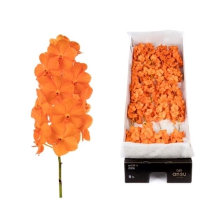 Vanda 24 tak Princess orange