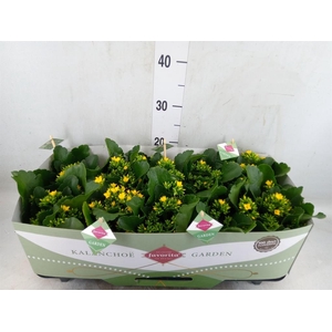 Kalanchoe blos. 'Favor Solana'