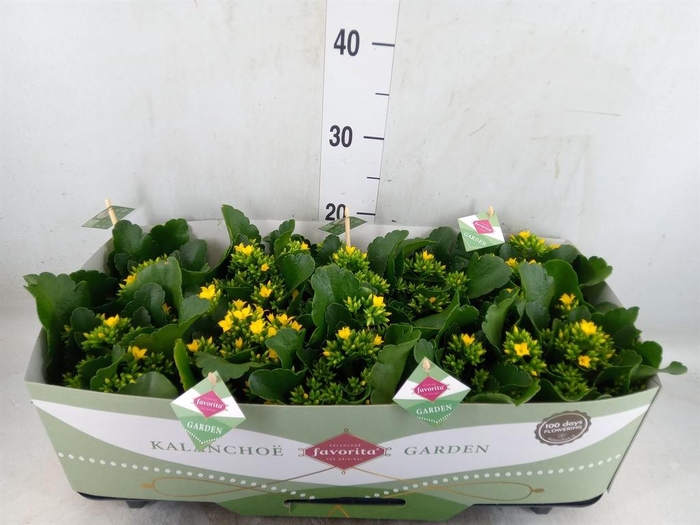 <h4>Kalanchoe blos. 'Favor Solana'</h4>