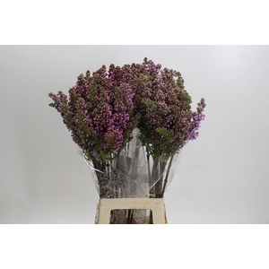 Syringa Vulg Lavaliensis