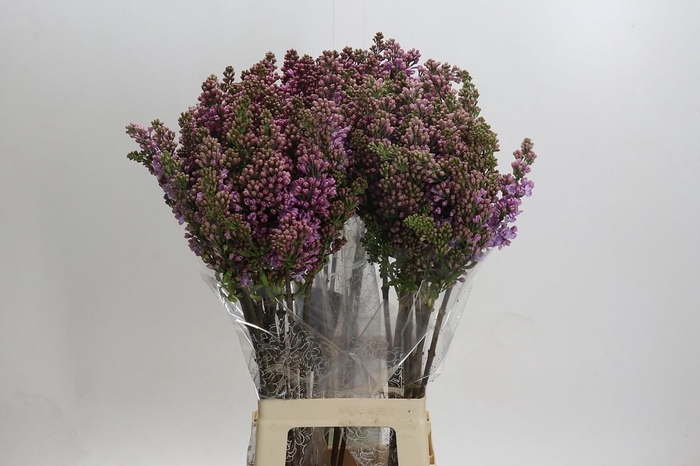 <h4>Syringa Vulg Lavaliensis</h4>