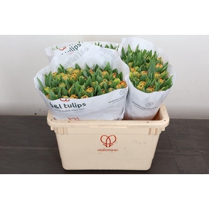 Tulipa DU 'Valdivia'