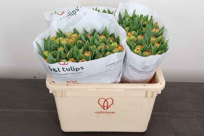 <h4>Tulipa DU 'Valdivia'</h4>