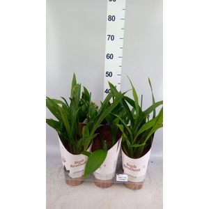 Zygopetalum  'Louisendorf'