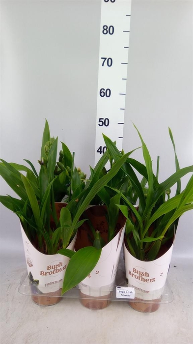 <h4>Zygopetalum  'Louisendorf'</h4>