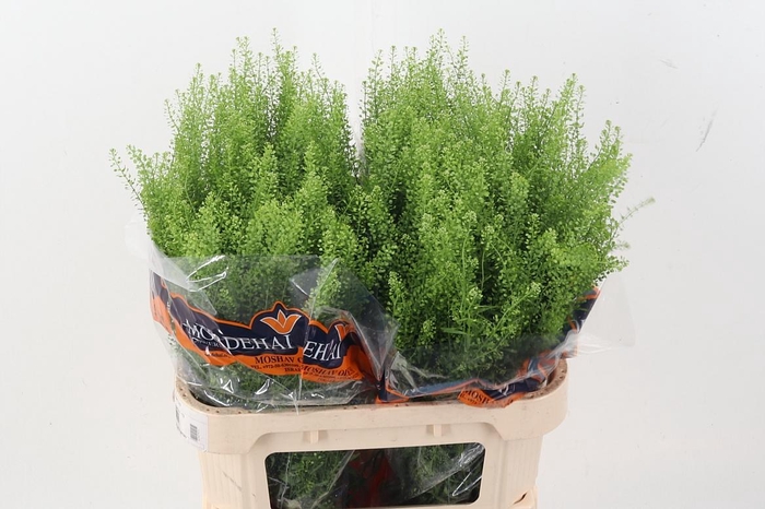 <h4>Lep Ru Green Bell</h4>