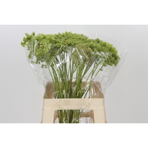 Ammi Visnaga Green Mist