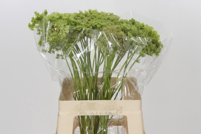 <h4>Ammi Visnaga Green Mist</h4>