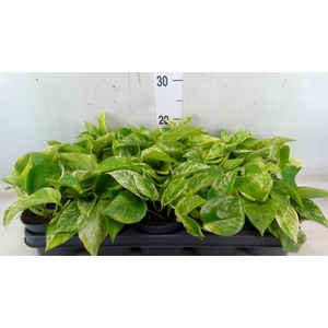 Epipremnum pinn. 'Marble Queen'