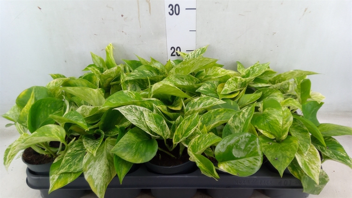 <h4>Epipremnum pinn. 'Marble Queen'</h4>
