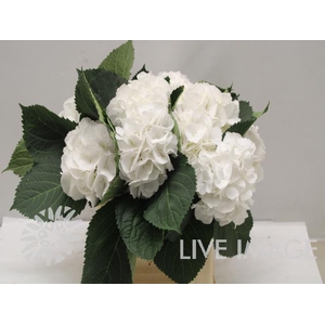Hydrangea schneeball