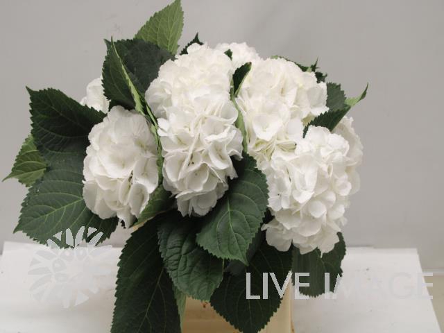 <h4>Hydrangea schneeball</h4>