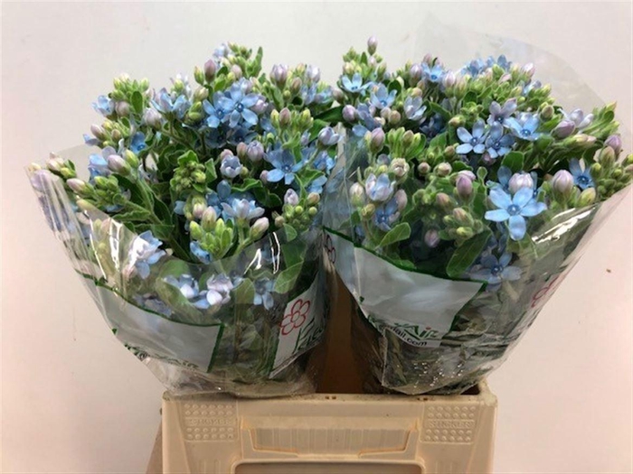 <h4>OXYPETALUM CO T PURE BLUE</h4>