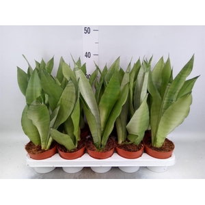 Sansevieria trifa. 'Moonshine'