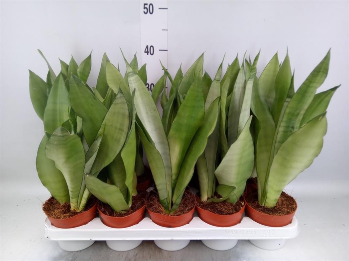 <h4>Sansevieria trifa. 'Moonshine'</h4>