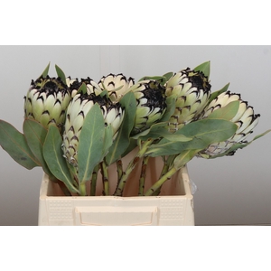 Protea Barbigera Snow Leopard