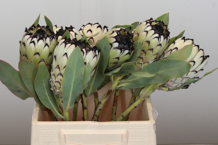 <h4>Protea Barbigera Snow Leopard</h4>