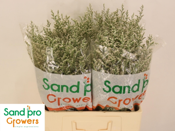 <h4>LIM MISTY WHITE</h4>