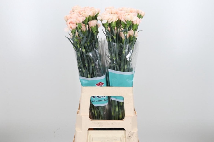 <h4>Dian S .lizzy</h4>