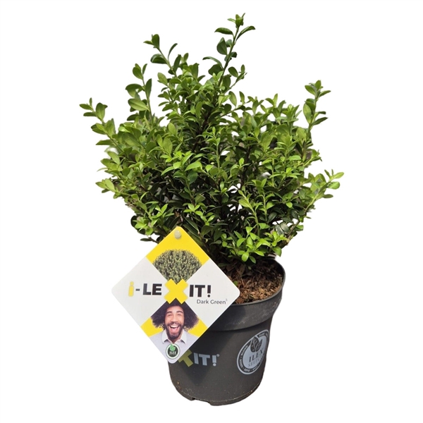 <h4>Ilex crenata Dark Green, P14, Struik 15-20cm</h4>