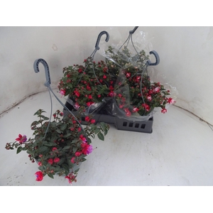 FUCHSIA MIXK