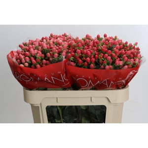 Hypericum Sweet Romance