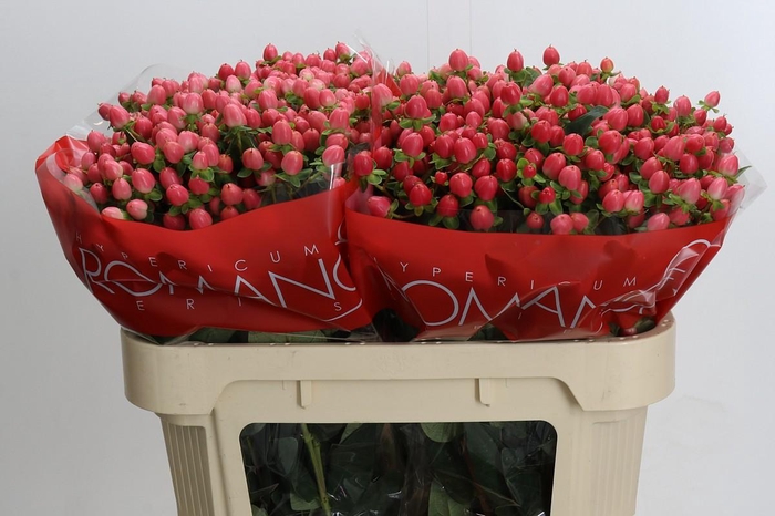 <h4>Hypericum Sweet Romance</h4>