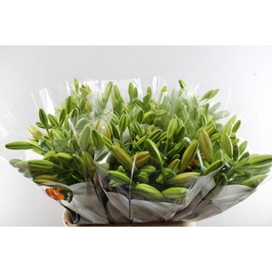 Li La Sunderland (oranje)