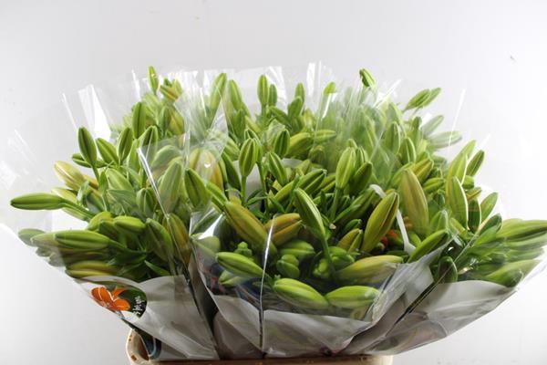 <h4>Li La Sunderland (oranje)</h4>