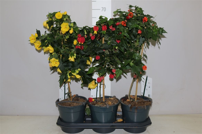 <h4>Abutilon Mix</h4>