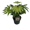 Fatsia jap. 'Spiderweb' sense C5