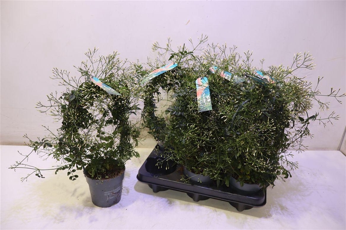 <h4>arr8 Jasm Polyanthum Wit</h4>