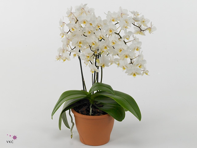 Phalaenopsis multi. 'FC Soft Cloud'