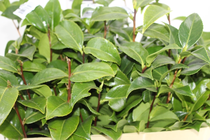 <h4>FOLHAGEM CAMELIA</h4>