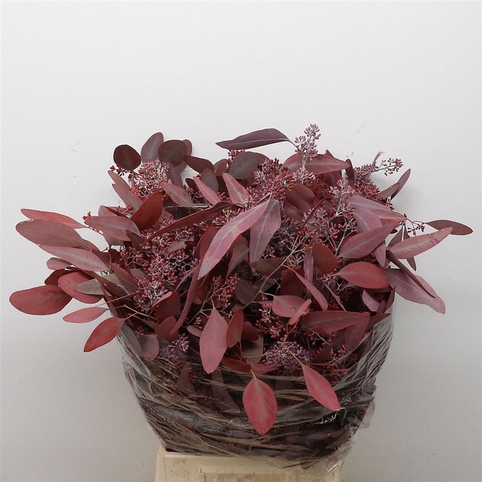 Euca Populus Berries Abs Red Long 300 Gr