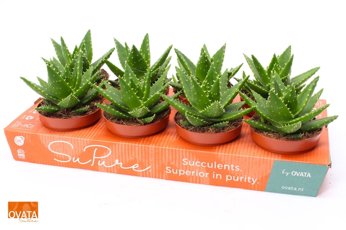 <h4>Aloe perfoliata</h4>